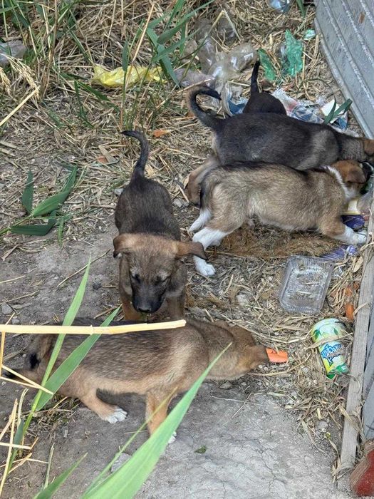 щенки бесплатно тегін