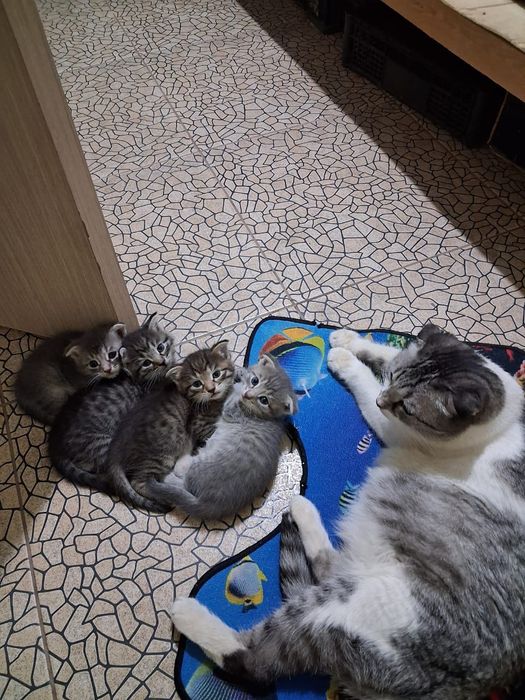 Вислоухие котята  1,5 м  девочки