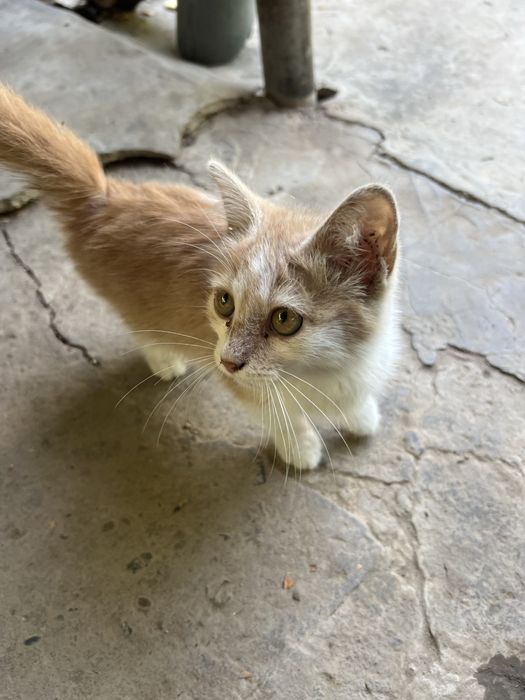 Хороший, умный, котёнок