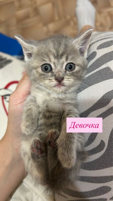 Котята британские