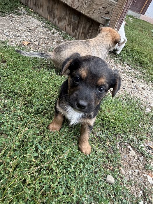 Donez 3 puiuți de câine