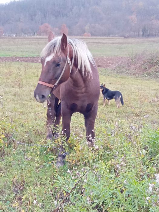 Manza de 2 ani jumate. Sau schimb cu vaca buna cu lapte.