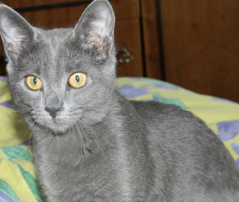 Котенок бесплатно