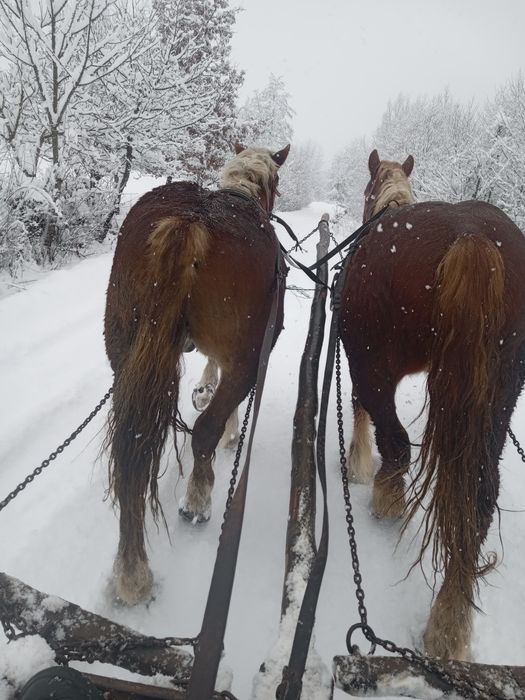 Vând mânz în Cupșeni