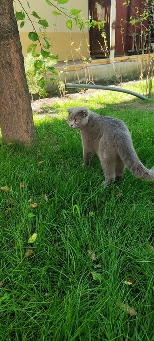 Scottish Fold mushuk