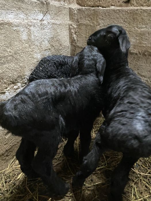 Козылар сатылады