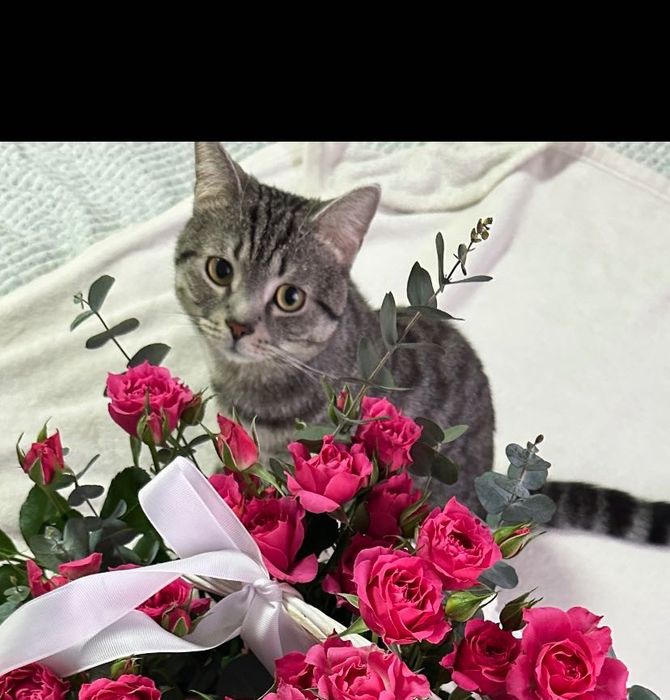 Отдам кота в добрые руки