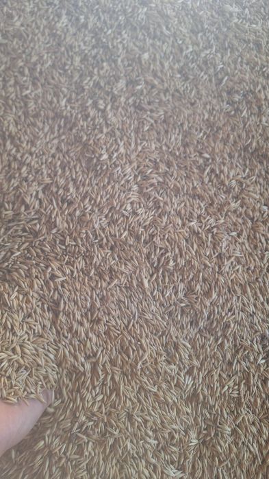 Vând ovăz bulgăresc