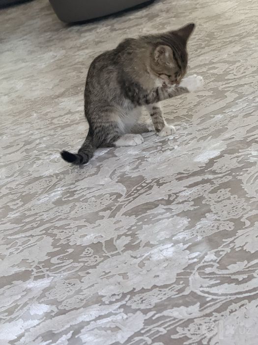 3 oylik mushuk lotok chaga biladi ovqata urgangan hamma narsa yidi