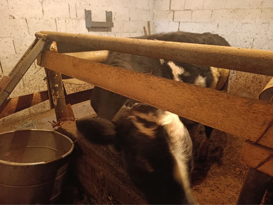 Продам бычка