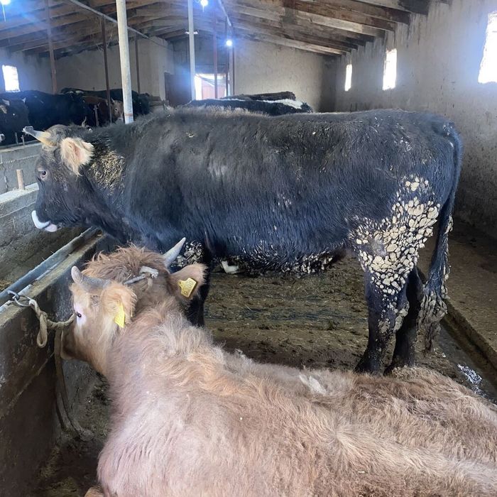 Бычки продаётся 25 штук