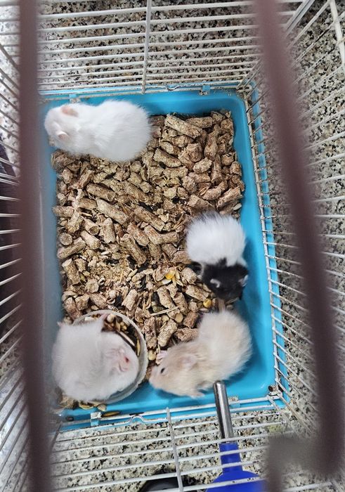 Продам Сирийский хомяк