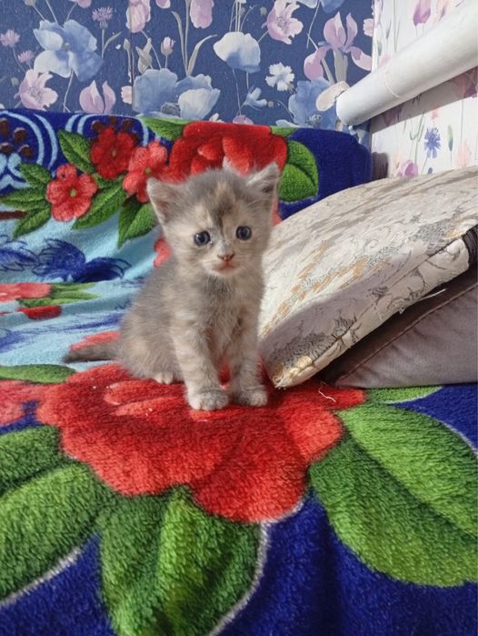 Котят в добрые руки