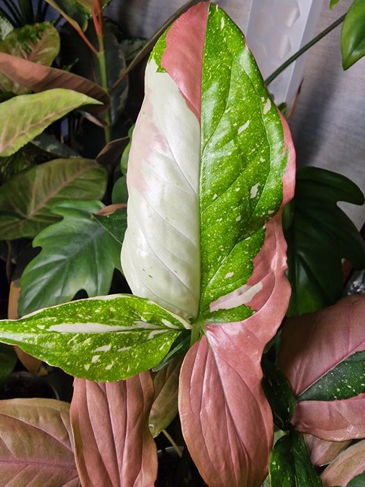 Комнатные цветы (адаптированные)