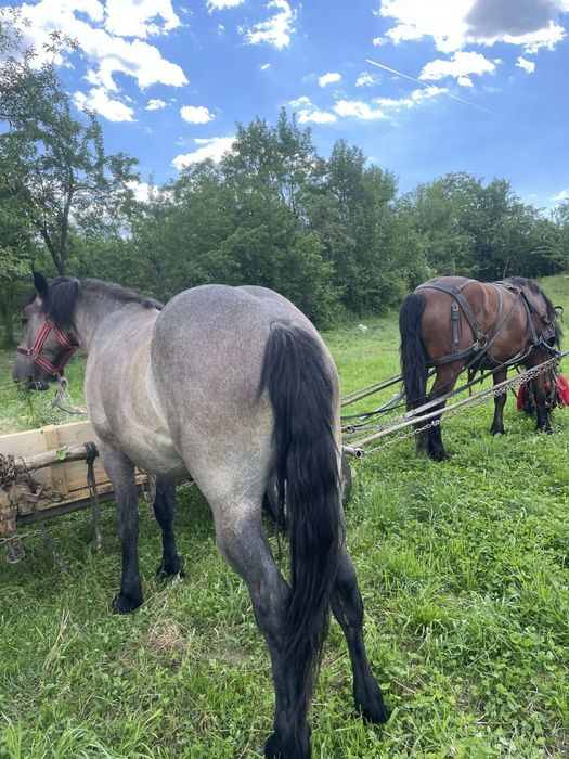 Vând iapa de 2 ani jumătat