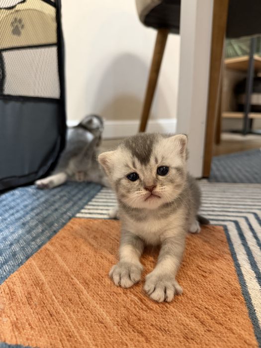 Котята скоттиш фолд