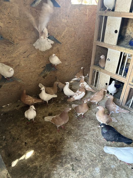 Vand porumbei colorati galben