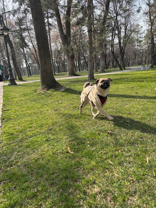 Профессиональный выгул собак в любом районе Ташкента. Urban Paws