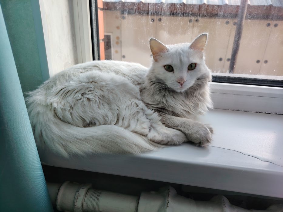 Кошка мышеловка, кошка