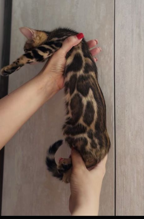 Продам бенгальских котят.