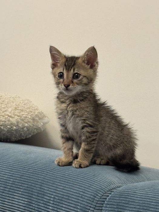 Подарява се мъжко котенце на 2–3 месеца + котешка тоалетна