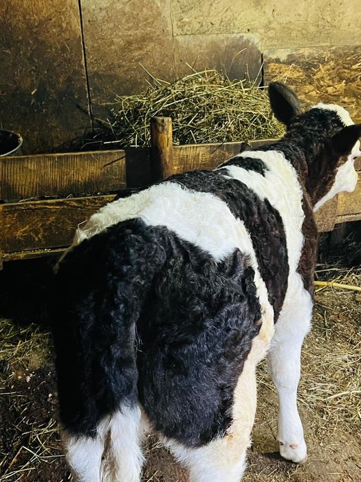 Ofer spre vânzare o vițea!