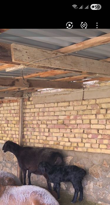 Хисори куйлар сотилади