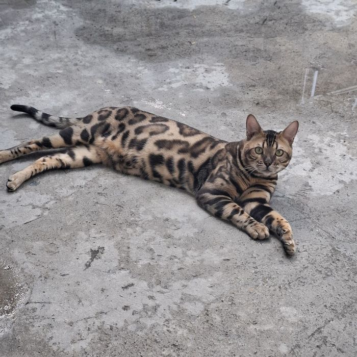 Продаются Бенгалская кошечка
