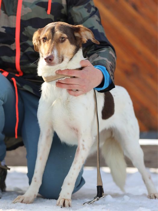 Щенок - подросток, девочка .