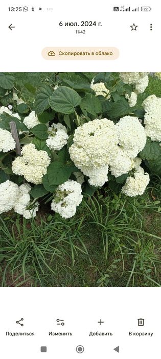 Гортензия древовидная