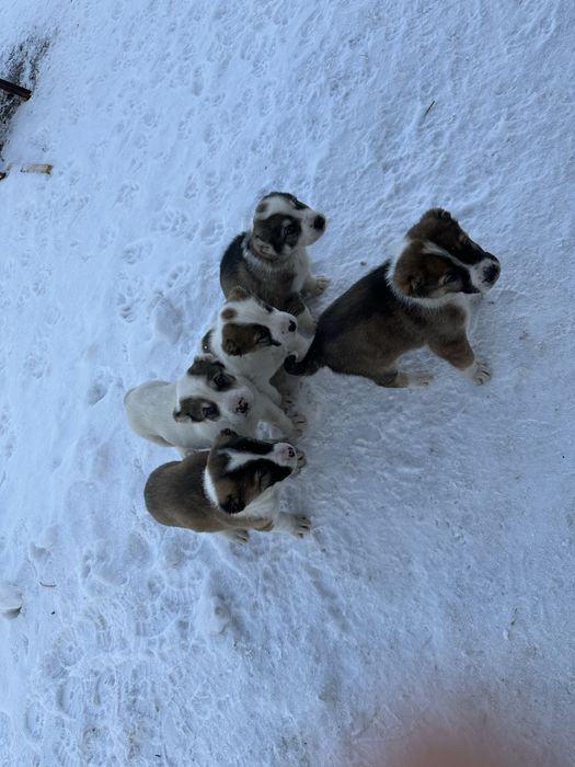 Продам щенков алабая