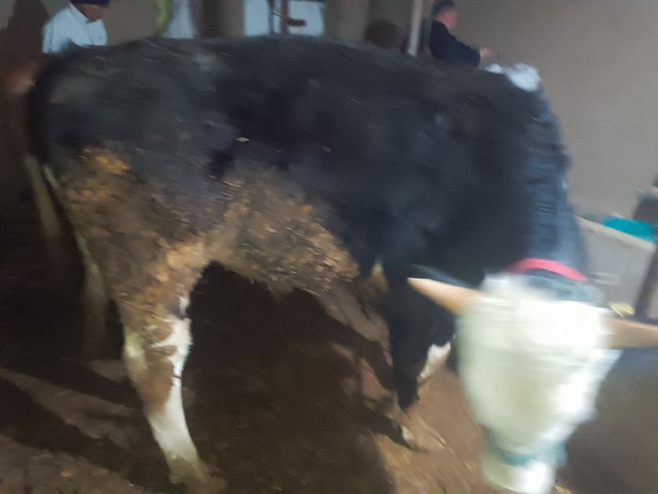 Сотиладиган буқалар