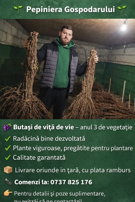 Butasi vita de vie altoita si hibrid