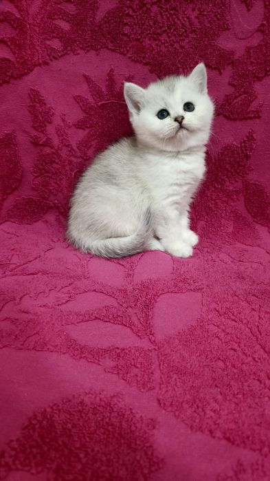 Продаётся чистокровная британская девочка серебристая шиншилла