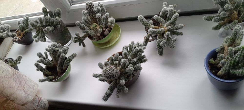 Продам кактусы цветут