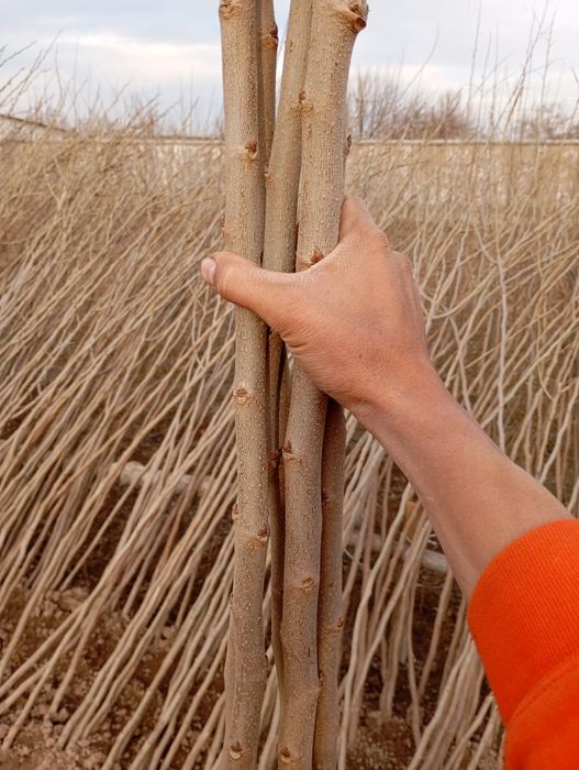 Yapon tut payvand qilingan