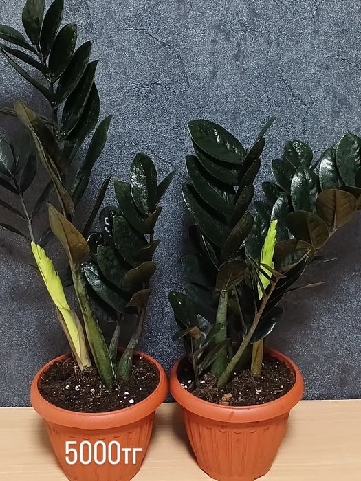 Комнатные растения от 2500