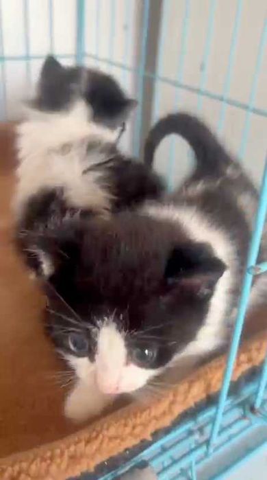 Найдены котята. Ищем им дом!
