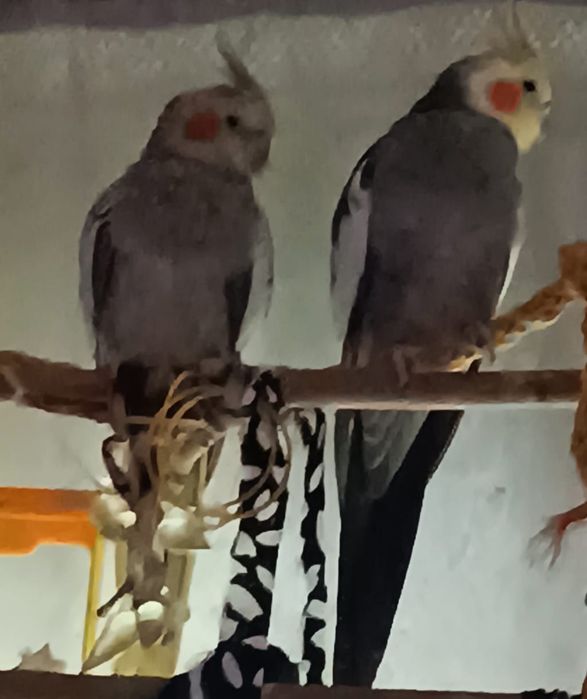 Кореллы пара ручные 3 года