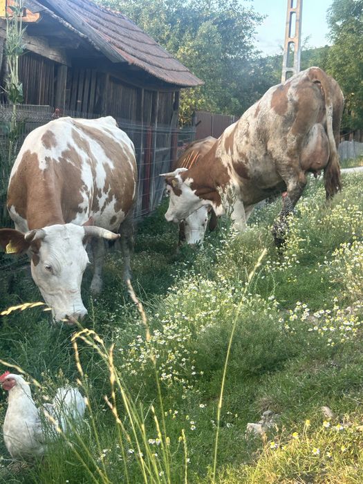 Vaci cu lapte,de vanzare!