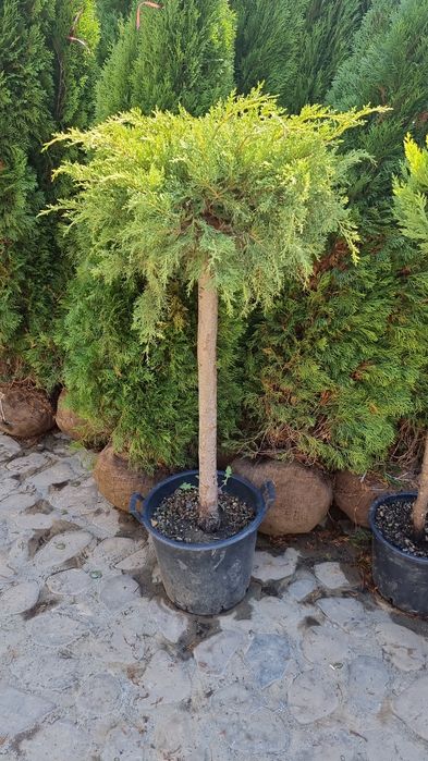 Tuia leylandi ( chamaecyparis leilandi ) de la 1.3 la 4m