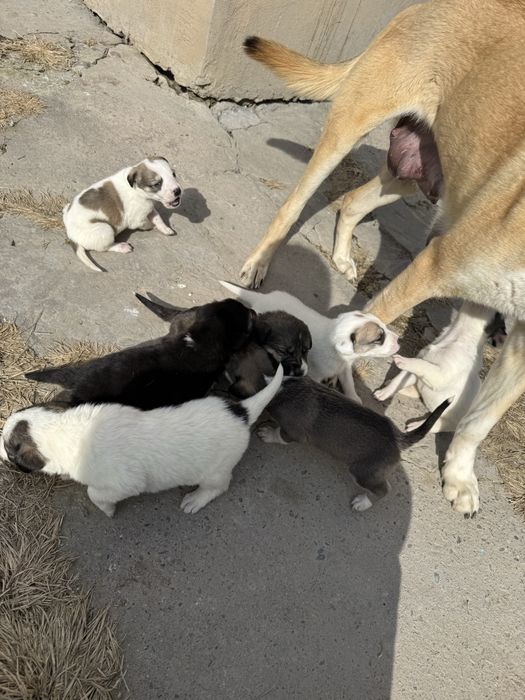 Щенки продаются