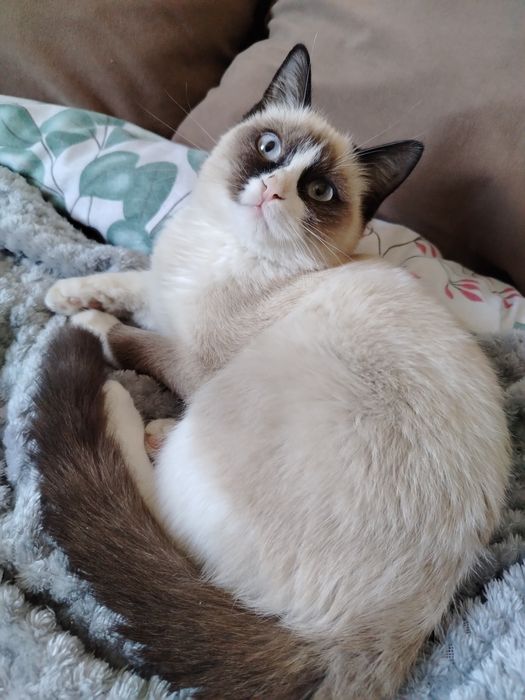 Котёнок ищет новый дом