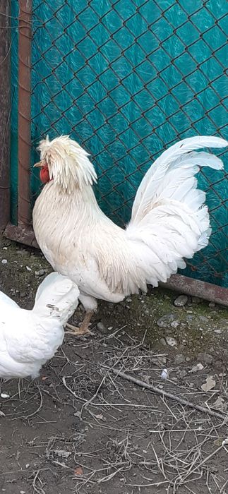 Moțată olandeză de vânzare