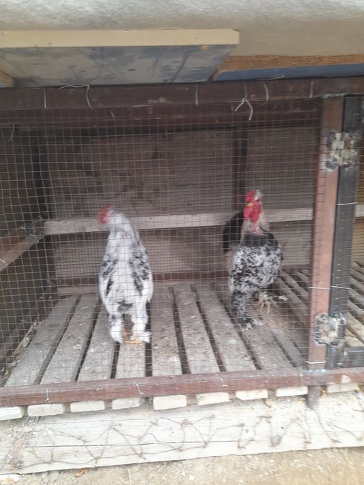 Жас жапон қораздары, 7-айлық..