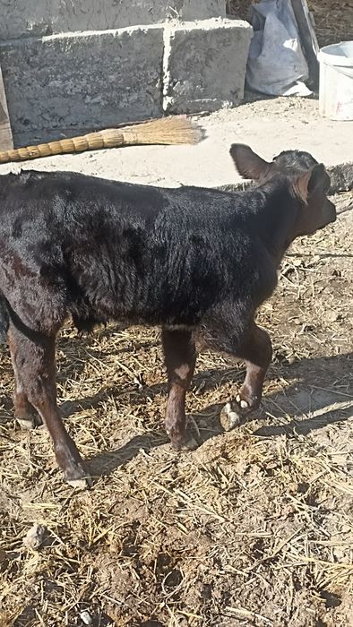 Ona bola sigir sotiladi