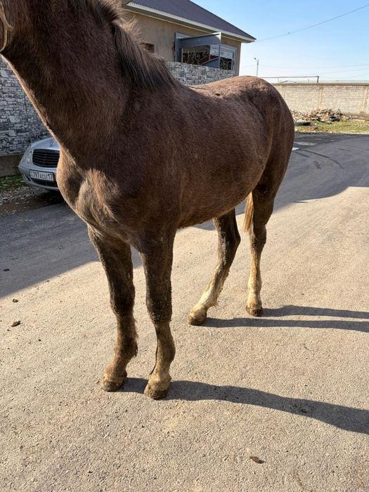 Үш жасар жылқы сатылады саудасы бар