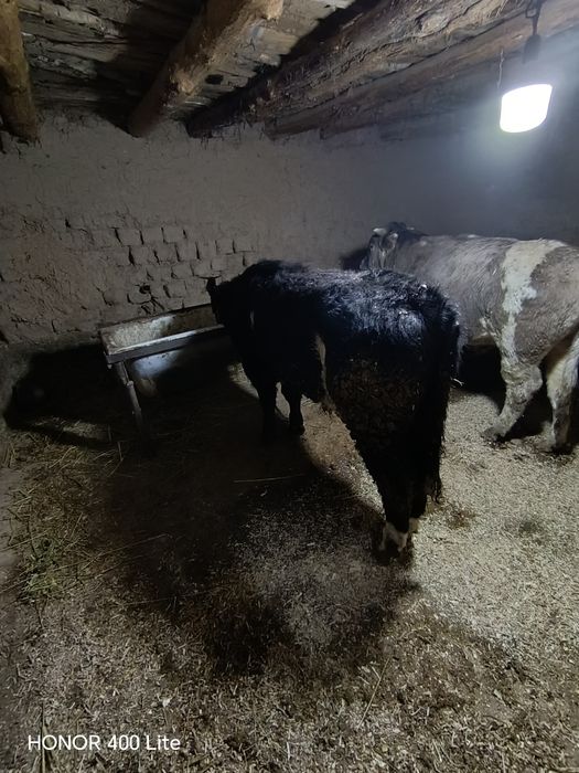 2 Mola Rasyadan kegan  zotli angus