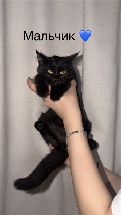 Британские котята