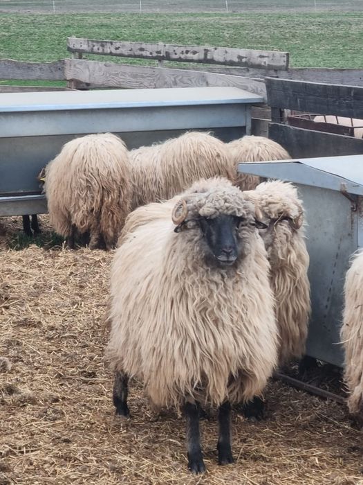 Vând 70 de oi turcane bucălăi